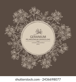 Background with geranium: geranium plant, leaves and geranium flowers. Pelargonium graveolens. Cosmetic, perfumery and medical plant. Vector hand drawn illustration