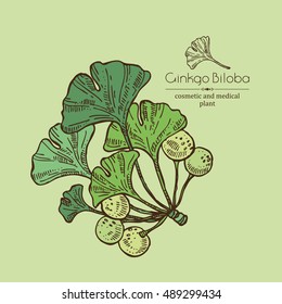 Background with ginkgo. Cosmetics and medical plant. hand drawn