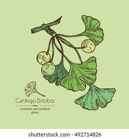 Background with ginkgo. Cosmetics and medical plant. hand drawn