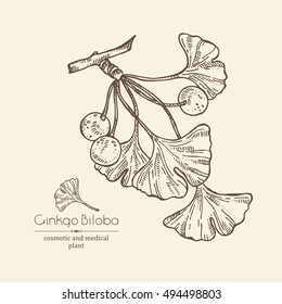 Background with ginkgo. Cosmetics and medical plant. hand drawn