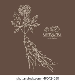 Background with ginseng. Medical plant. hand drawn