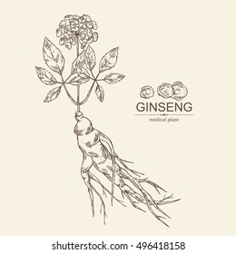 Background with ginseng. Medical plant. hand drawn