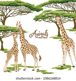 Background with giraffe family in savanna.  Good for greeting card for birthday,Â  invitation or banner of safari, zoo or family party. Vector Illustration.