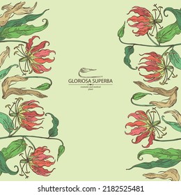 Background with gloriosa superba: gloriosa superba plant, leaves and gloriosa superba flowers. Cosmetic, perfumery and medical plant. Vector hand drawn illustration