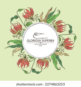 Background with gloriosa superba: gloriosa superba plant, leaves and gloriosa superba flowers. Cosmetic, perfumery and medical plant. Vector hand drawn illustration