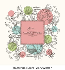 Background with  gloriosa superba: gloriosa superba plant, leaves and gloriosa superba flowers. Oil, soap and bath salt . Cosmetics and medical plant. Vector hand drawn illustration