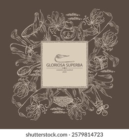 Background with  gloriosa superba: gloriosa superba plant, leaves and gloriosa superba flowers. Oil, soap and bath salt . Cosmetics and medical plant. Vector hand drawn illustration