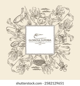 Background with  gloriosa superba: gloriosa superba plant, leaves and gloriosa superba flowers. Oil, soap and bath salt . Cosmetics and medical plant. Vector hand drawn illustration