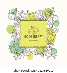 Background with gooseberry: branch of gooseberry, berries and leaves. Vector hand drawn illustration. 