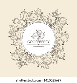 Background with gooseberry: branch of gooseberry, berries and leaves. Vector hand drawn illustration.