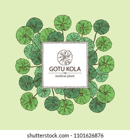Background with gotu kola: branch of gotu kola. Centella asian. Cosmetic and medical plant. Vector hand drawn illustration.