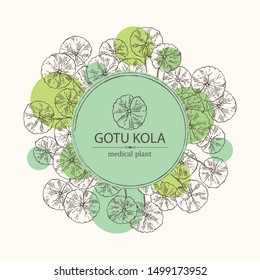 Background with gotu kola: branch of gotu kola. Centella asian. Cosmetic and medical plant. Vector hand drawn illustration.