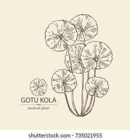 Background with gotu kola: branch of gotu kola. Centella asian. Cosmetic and medical plant. Vector hand drawn illustration