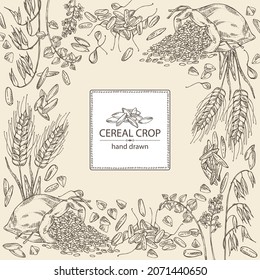 Background with grains: oats, rice, buckwheat groats and wheat grain. Vector hand drawn illustration