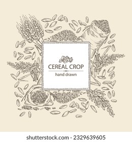 Background with grains: oats, rice, rye grain and wheat grain. Vector hand drawn illustration