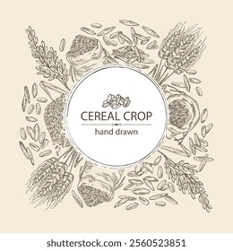 Background with grains: oats, rice, rye grain and wheat grain. Vector hand drawn illustration