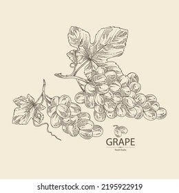 Background with grapes: grapes, grape leaf and  grape branch. Vector hand drawn illustration.