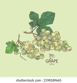 Background with grapes: grapes, grape leaf and  grape branch. Vector hand drawn illustration.