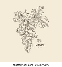 Background with grapes: grapes, grape leaf and  grape branch. Vector hand drawn illustration.