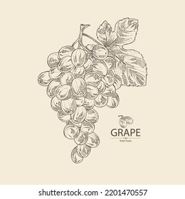 Background with grapes: grapes, grape leaf and  grape branch. Vector hand drawn illustration.