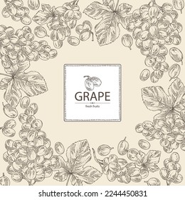 Background with grapes: grapes, grape leaf and  grape branch. Vector hand drawn illustration.