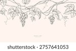 Background with grapes, vine and brunch. Detailed template layout design, brochure or cover for wine card, menu and invitation