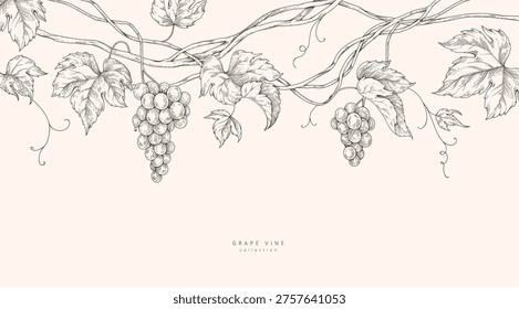 Background with grapes, vine and brunch. Detailed template layout design, brochure or cover for wine card, menu and invitation