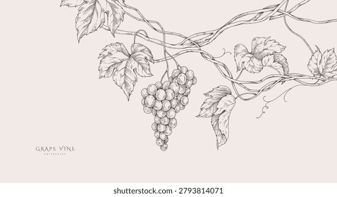 Background with grapes, vine and brunch. Detailed template layout design, brochure or cover for wine card, menu and invitation