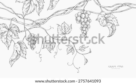 Background with grapes, vine and brunch. Detailed template layout design, brochure or cover for wine card, menu and invitation