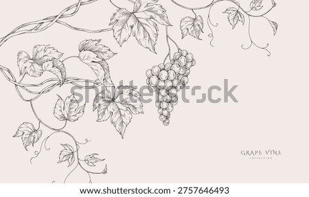 Background with grapes, vine and brunch. Detailed template layout design, brochure or cover for wine card, menu and invitation