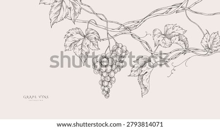 Background with grapes, vine and brunch. Detailed template layout design, brochure or cover for wine card, menu and invitation
