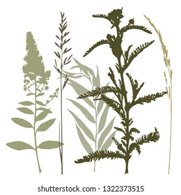 Background with grass and branches. Collection of wild and garden plants. Set of herbs, branches, flowers and other botanical elements. Vector illustration