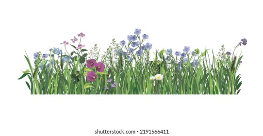 
hierba de fondo y flores. Hierba fresca y jugosa de primavera, aislada en un fondo blanco. Ilustración vectorial.