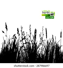 background grass silhouette. Vector
