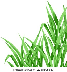Background with green grass. Beautiful decorative summer lawn.