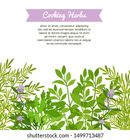 Background with green kitchen herb garden and label with text. Cooking seasoning herb for home gardening. Aromatic plant border. Spice herbs series. Vector illustration.