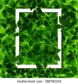 Background green leaf with white frame, Vector