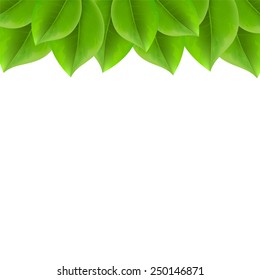 Background with green leaves