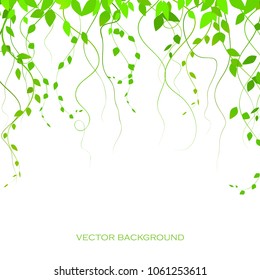 background with green leaves, creepers, vector twigs. Green twigs. Curtain of lianas. vector.