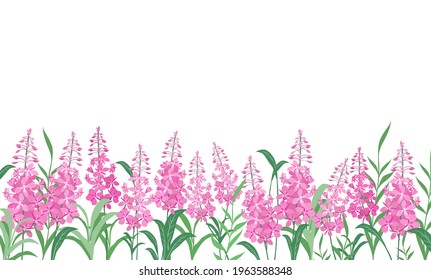 Background with green leaves and pink flowers of fireweed. Template for postcards, invitations, and holiday greetings. Vector image isolated on a white background.