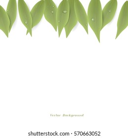 Background with green leaves, vector illustration. Leaves from the top, the leaves in the dew.