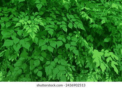 background green wall of plants