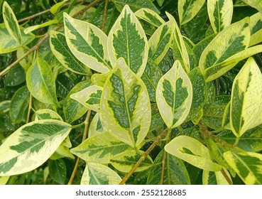 Background Green-Tropical Plant in garden
