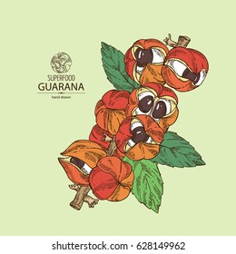 Background with guarana. Superfood. Hand drawn.