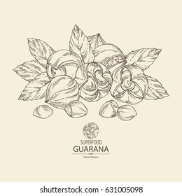 Background with guarana. Superfood. Hand drawn