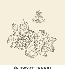 Background with guarana. Superfood. Hand drawn.