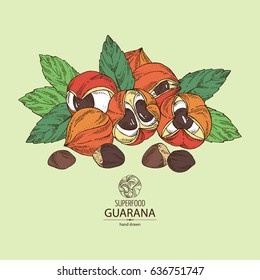 Background with guarana. Superfood. Hand drawn