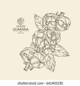 Background with guarana. Superfood. Hand drawn.