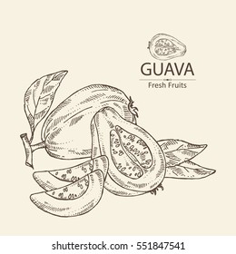 Background with guava and guava slice. hand drawn.