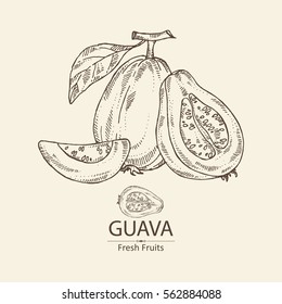 Featured image of post Drawing Guava Are you looking for the best guava drawing for your personal blogs projects or designs then clipartmag is the place just for you